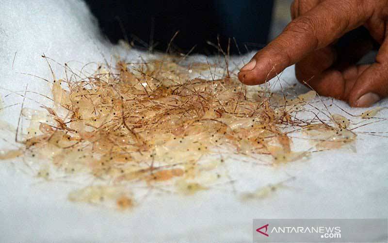 KKP Gagalkan Penyelundupan Lobster ke Singapura
