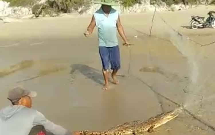 Beredar Video Seekor Buaya Terperangkap di Jaring Ikan Milik Warga Desa Ujung Pandaran
