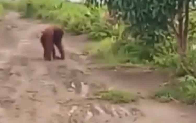 Orangutan Masuk ke Permukiman Warga di Seranggas