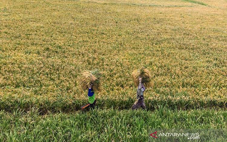 Harga Gabah Anjlok Dampak Isu Impor Beras