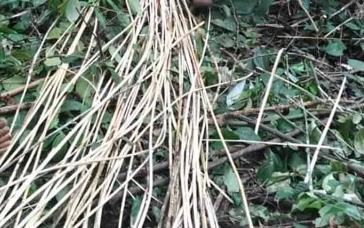 Petani Rotan Minta Kebijaksanaan Pemerintah di Tengah Pandemi Covid-19