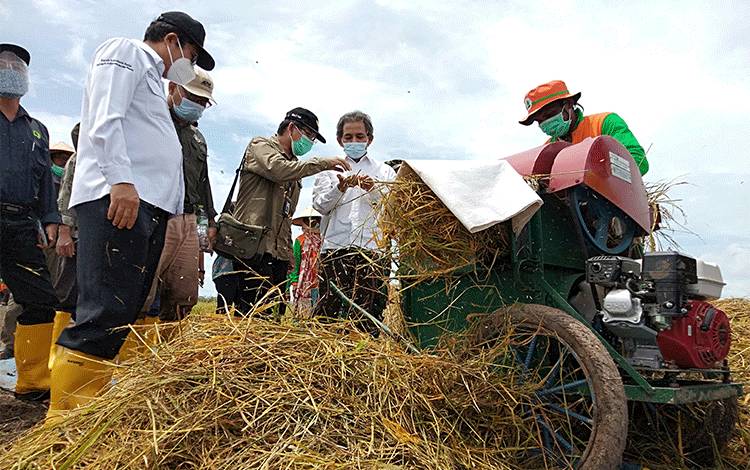 Puluhan Hektare Tanaman Padi Dukungan BRGM di Desa Talio Hulu Dipanen
