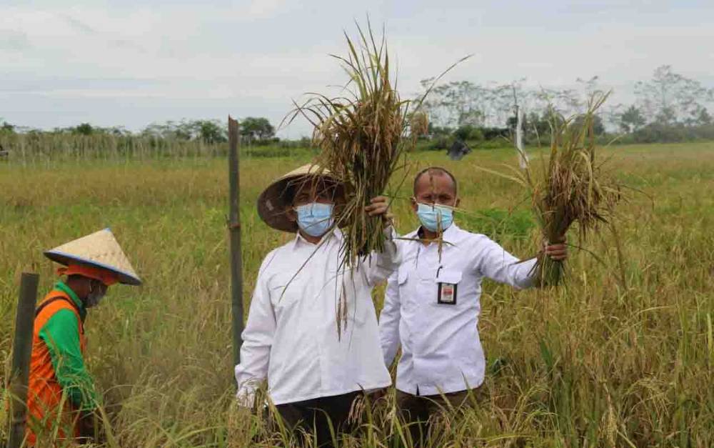 Kepala BRGM-RI Ikut Penen Perdana Padi Percontohan Lahan Gambut
