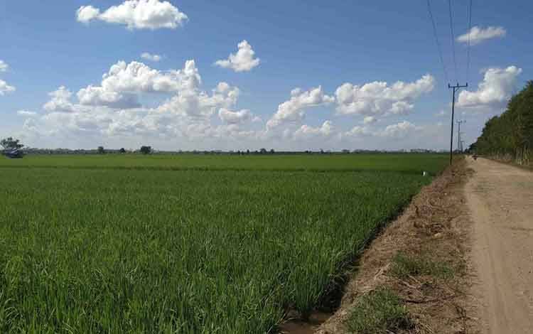 Demfarm Tani Desa Talio Hulu Gunakan Sistem Corporate Farming