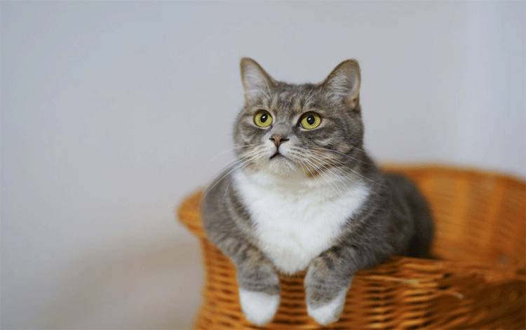Jangan Beri Nasi Kepada Kucing, Ini Alasannya
