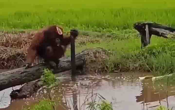Orangutan Terekam Camera di Tepi Sawah Desa Lampuyang
