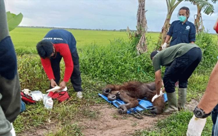 Orangutan Yang Sempat Terekam Camera di Desa Lampuyang Berhasil Dievakuasi
