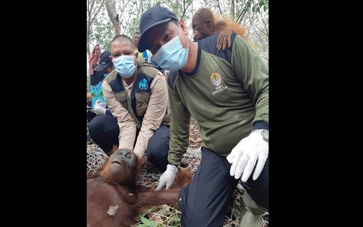 BKSDA dan OFI Juga Evakuasi Induk dan Bayi Orangutan di Jalan Jendral Sudirman Km 11 Sampit