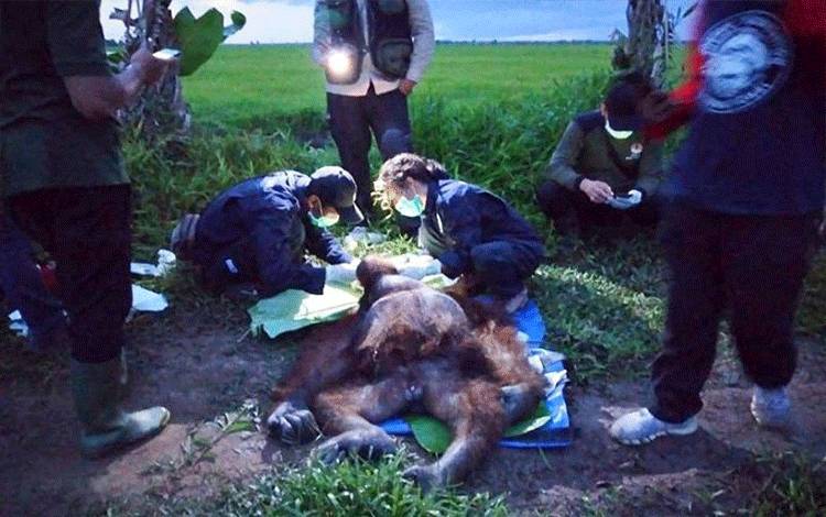 BKSDA Selamatkan Orangutan Terluka Parah Karena Senjata Tajam