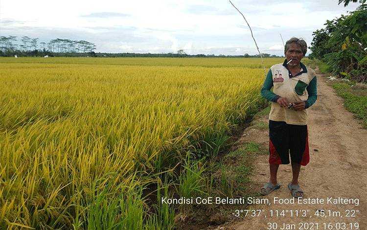Food Estate Pulang Pisau Siap Panen Raya di Lahan 250 Hektare