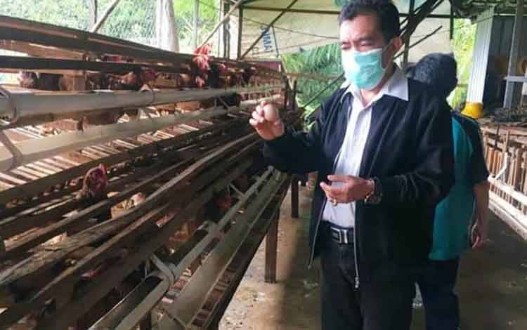 Dinas Pertanian Barito Utara Kunjungi Peternak Unggas dan Sapi di Palangka Raya