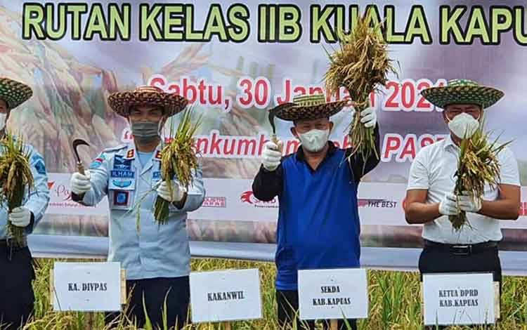 Anggota DPRD Ini Apresiasi Rutan Kuala Kapuas Panen Raya Program Ketahanan Pangan