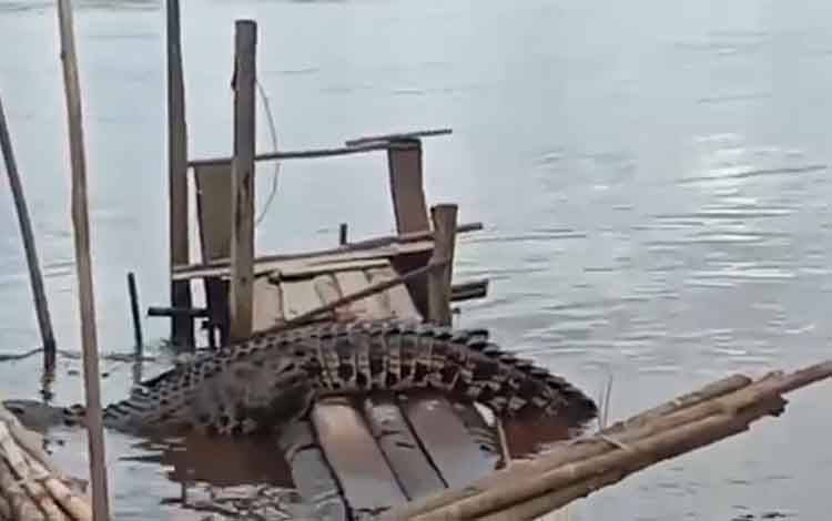 Warga Desa Pelangsian Geger Lihat Buaya di Lanting