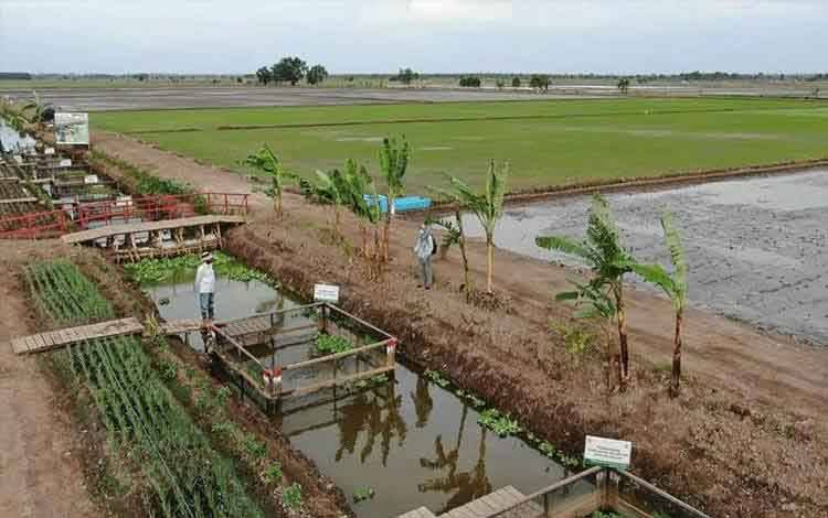 Food Estate Tidak Hanya Panen Padi