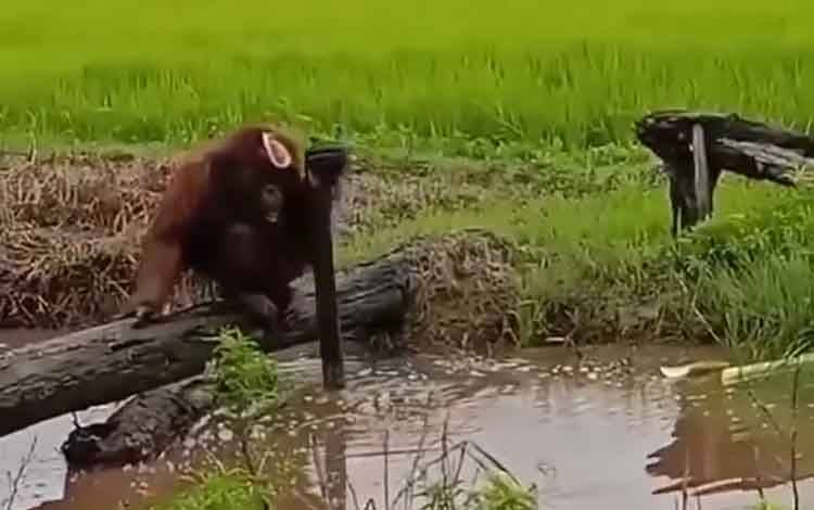Orangutan di Desa Lempuyang Sudah Dievakuasi, BKSDA Sebut Kondisinya Stabil