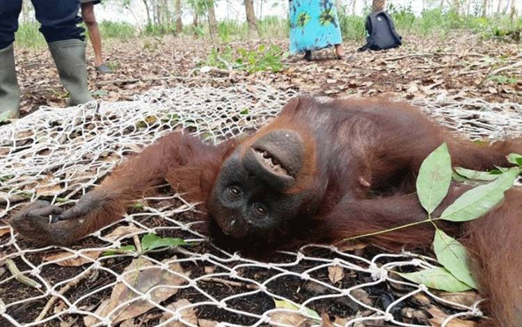 BKSDA Selamatkan 3 Ekor Orangutan di Kotim Dalam Sehari