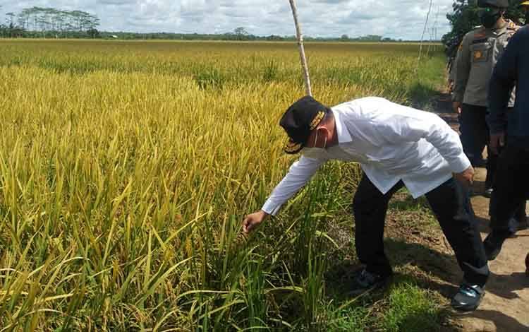 Gubernur Kalteng Cek Kualitas Padi di Kawasan Food Estate