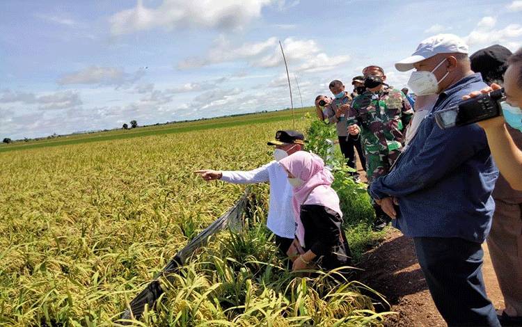 Wakil Bupati Pulang Pisau: Food Estate Beri Nilai Tambah Petani