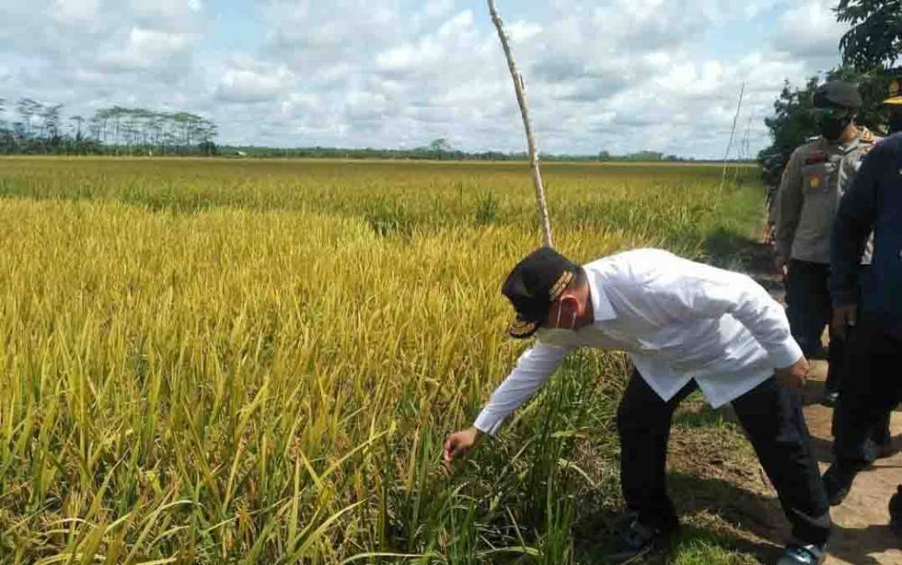 Terkait Keraguan Terhadap Food Estate, Gubernur Kalteng: Belum Apa-Apa Sudah Pesimis Bagaimana Mau Sukses
