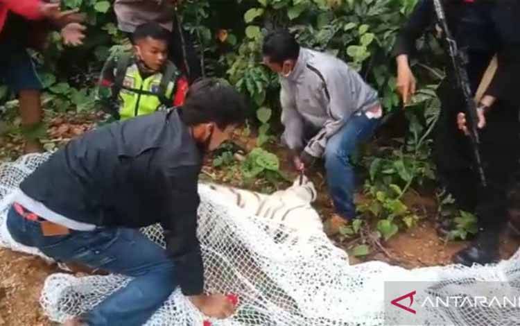 2 Harimau yang Lepas dari Sinka Zoo Berhasil Diamankan