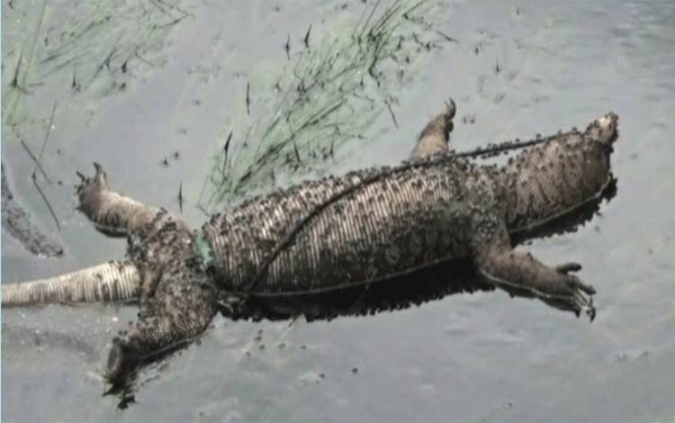 Warga Keluhkan Sampah di Sungai Desa Batu Belaman dan Desa Sungai Tendang