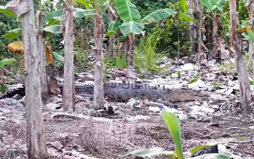 Buaya 4 Meter Muncul di Kebun Pisang Warga Desa Ganepo