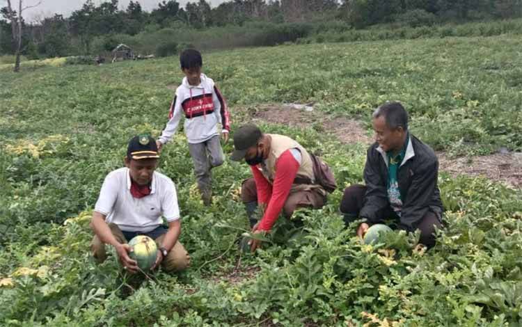 Desa Saka Lagun Miliki Potensi Pembudidayaan Buah Semangka