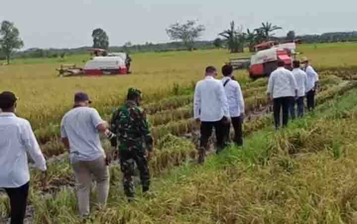 Menteri Pertanian Hadiri Panen Padi Perdana di Food Estate
