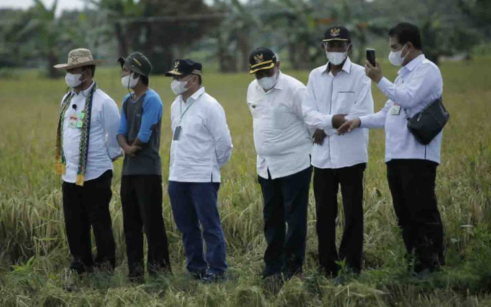 Menteri Pertanian Puji Pertumbuhan Padi Lumbung Pangan di Kalteng