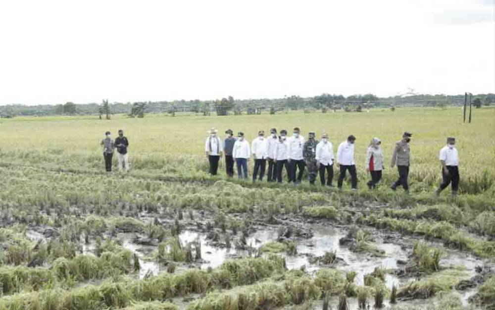 Menteri Pertanian Minta Food Estate Tidak Hanya Diisi Padi dan Jagung