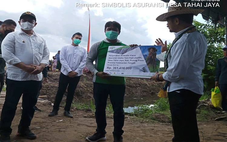4 Kelompok Tani di Tahai Jaya Dapat Klaim Asuransi Usaha Tani Padi, Segini Nilainya