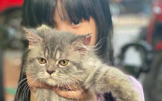 Studi Ini Temukan Cara Biar Kucing Tak Lagi Berburu Burung