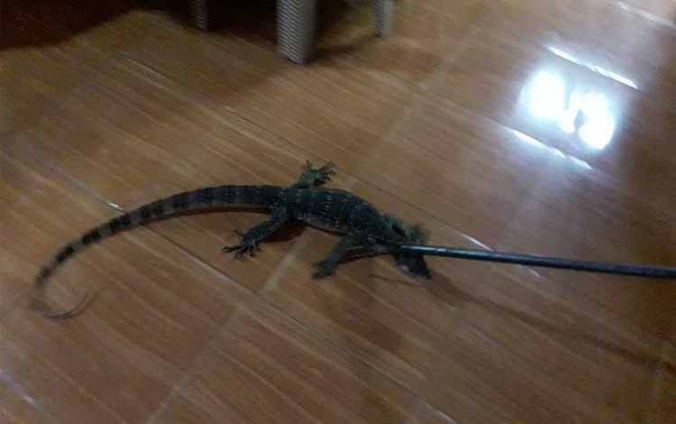 Rumah Inspektur Palangka Raya Dimasuki Biawak