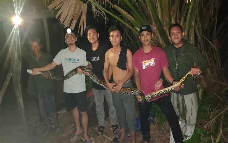 Ular Piton Ukuran 3 Meter Teror Warga Kumai
