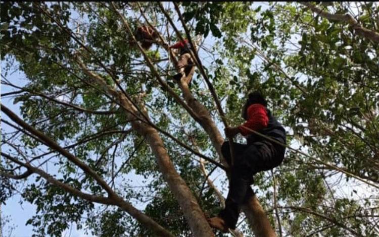 7 Kali Tembakan Bius Untuk Evakuasi Induk dan Bayi Orangutan