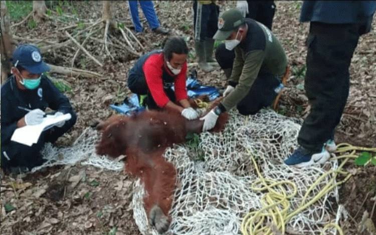 Video Evakuasi Induk dan Bayi Orangutan di Kotim