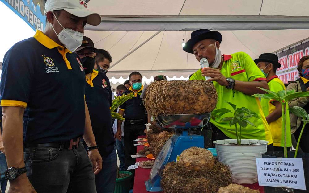 Dinas Pertanian Kotim Diminta Kembangkan Budidaya Porang