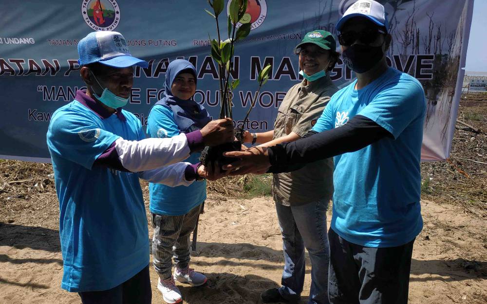 Cegah Abrasi Pantai Siamuk Kembali Ditanami Mangrove