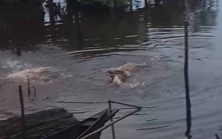 Warga Geger Kemunculan Buaya di Desa Bangkuang Makmur, Terekam Makan Bangkai di Tepian Sungai