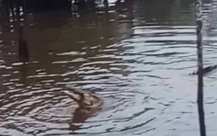 Buaya Muncul di Desa Bangkuang Makmur, ini Kata BKSDA