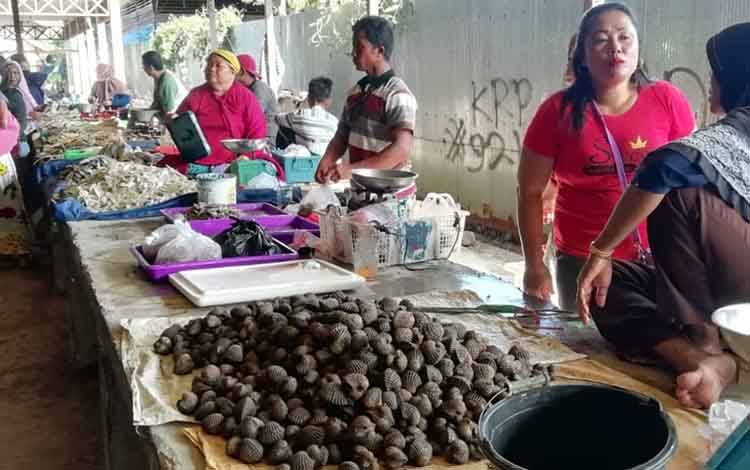 Marak Kemunculan Buaya, Harga Kerang Tinggi