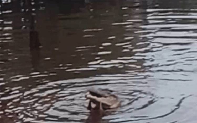 Video Penampakan Keganasan Buaya Makan Mangsanya di Perairan Mentaya