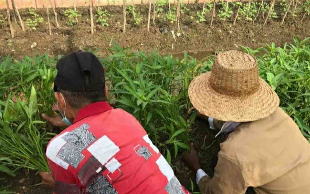 Warga Binaan Rutan Kuala Kapuas Panen Sayur Kangkung