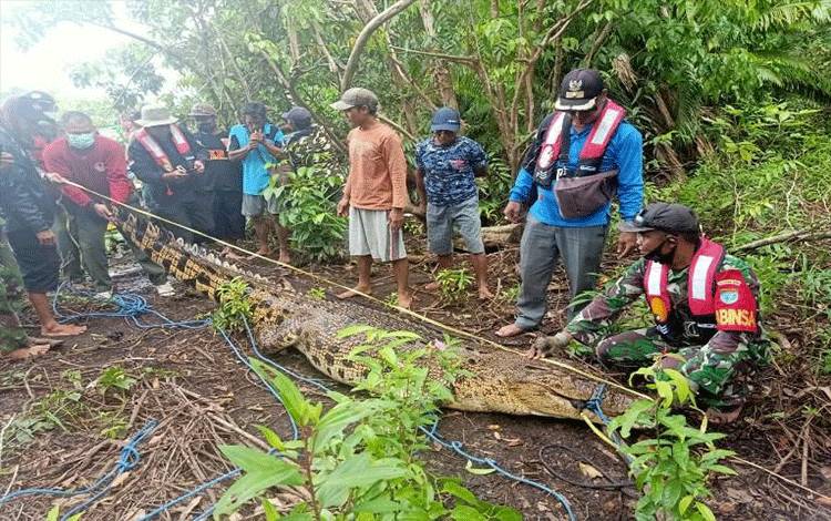 Buaya Diduga Pemangsa Nayan Mati Tersangkut Pancing, Saat Perutnya Dibelah ini Isinya