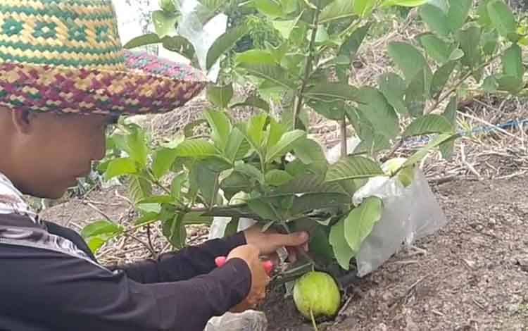 Pemkab Murung Raya Kembangkan Agro Wisata di Tanah Siang