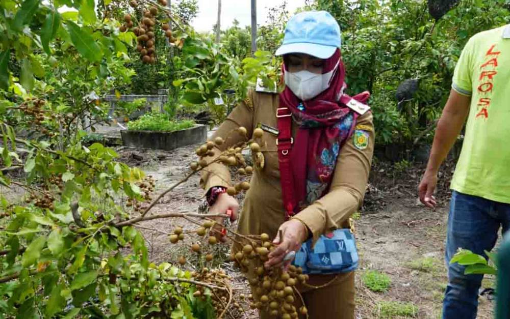 Usaha Perkebunan Bisa Jadi Wisata Edukasi