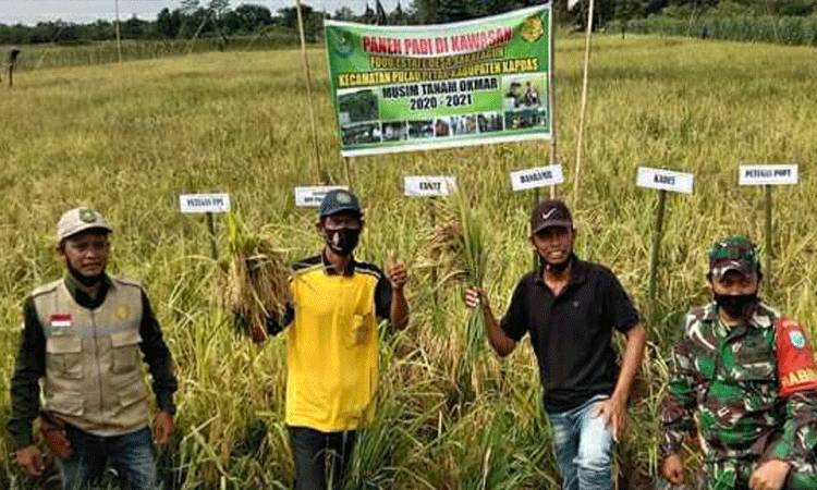 Petani Desa Saka Lagun Panen Perdana Padi Hibrida di Area Lahan Food Estate
