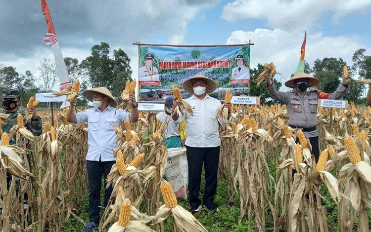 Bupati Pulang Pisau Panen Jagung di Desa Wono Agung