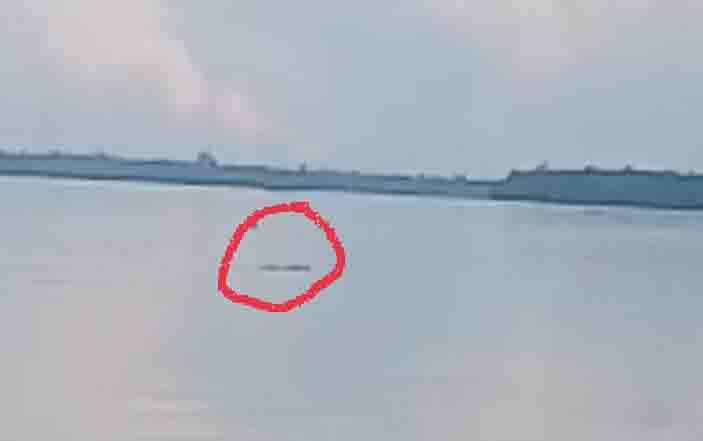 Buaya Masih Sering Muncul di Sungai Mentaya Desa Jaya Karet
