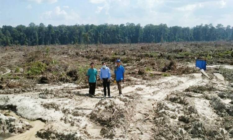 Peremajaan Sawit Rakyat di Desa Pandran Permai Ditargetkan 770 Hektar